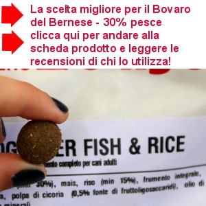 Crocchette al pesce per il bovaro del bernese